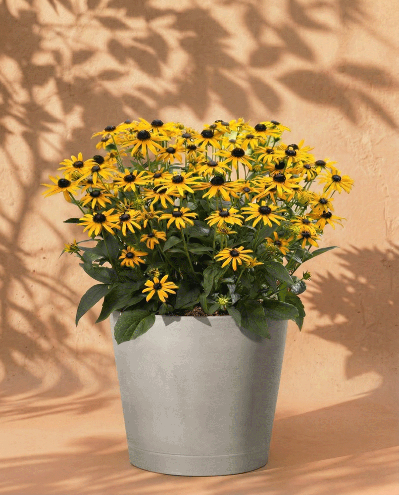 Ein grauer Topf mit leuchtendem Gelben Sonnenhut (Wurzelstock) - gelbe Blüten mit dunkler Mitte - hebt sich von einer pfirsichfarbenen Wand ab, die durch Blattschatten betont wird.