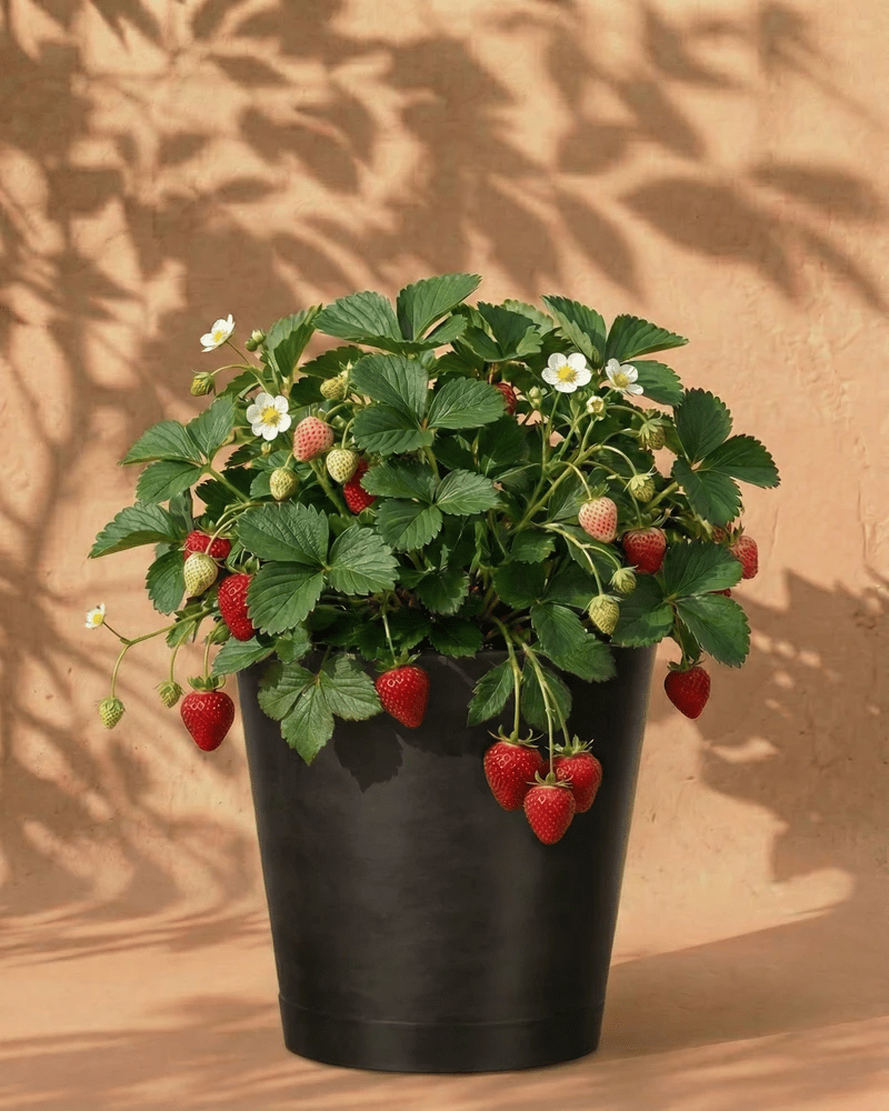 Ein schwarzer Topf mit einer gesunden Erdbeerpflanze (Wurzelstock) mit reifen roten Beeren, grünen unreifen Früchten und kleinen weißen Blüten steht vor einem beigen Hintergrund mit Blattschatten.