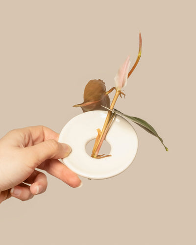 Eine Hand hält eine weiße, runde Vermehrungsplatte für Stecklinge und Kerne mit einem Loch in der Mitte, durch das vor einem beigen Hintergrund ein rosa und grüner Stiel einer tropischen Blume gefädelt ist.