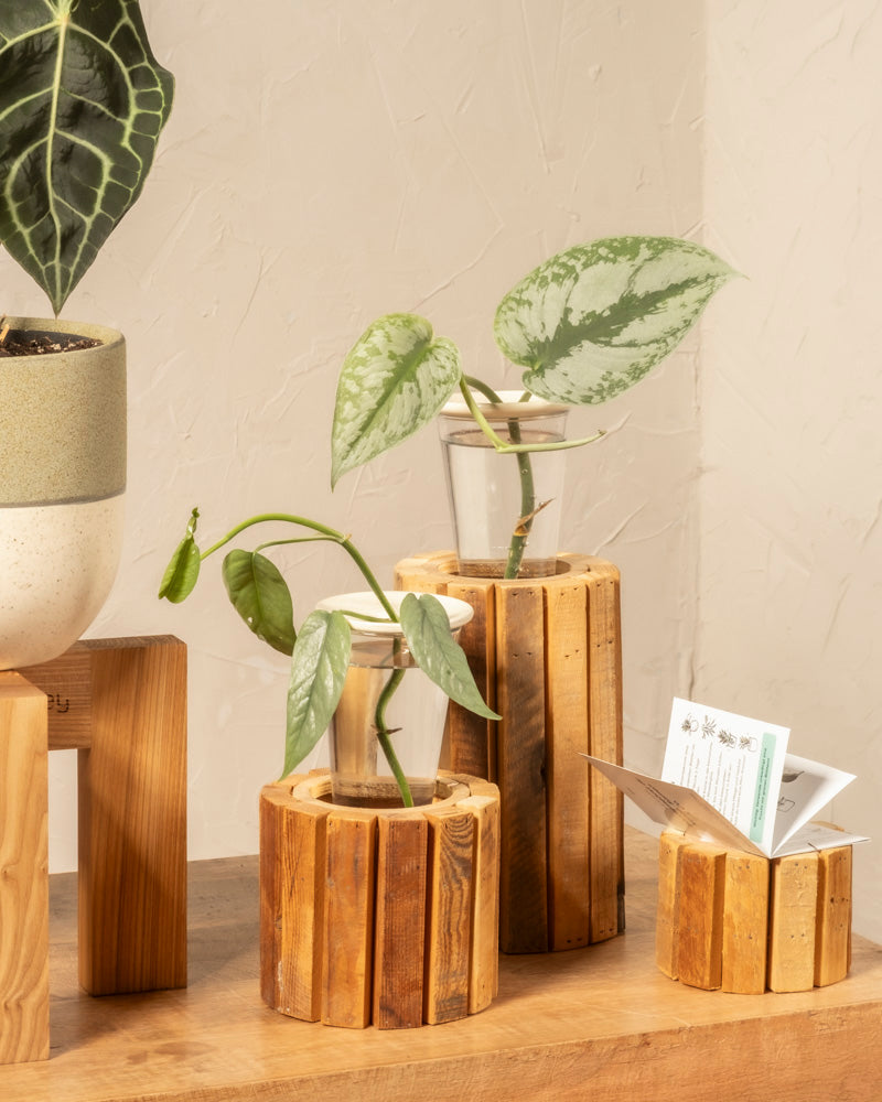 Die Vermehrungsplatte für Stecklinge & Kerne enthält drei Glasvasen zur Vermehrung von Avocadokernen, während ein kleiner hölzerner Kartenhalter und eine Topfpflanze auf einem Holzständer in der Nähe auf einer hellen Holzoberfläche vor einer strukturierten Wand stehen.