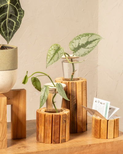 Die Vermehrungsplatte für Stecklinge & Kerne enthält drei Glasvasen zur Vermehrung von Avocadokernen, während ein kleiner hölzerner Kartenhalter und eine Topfpflanze auf einem Holzständer in der Nähe auf einer hellen Holzoberfläche vor einer strukturierten Wand stehen.