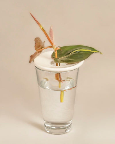 Ein grün-rosa Pflanzensteckling (Steckling) sitzt im Wasser, unterstützt von einer Vermehrungsplatte für Stecklinge & Kerne auf einem Glas, ähnlich einer Avocado-Kern-Keimplatte. Der Hintergrund ist hellbeige.