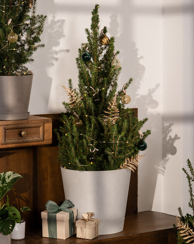 Ein kleiner Weihnachtsbaum in einem weißen Topf ist mit Kugeln geschmückt und wird von zwei mit Bändern umwickelten Geschenken begleitet. Dieses Arrangement steht auf einem Holzständer, zusätzlich wird eine Zuckerhutfichte vor einer sanft beleuchteten Wand präsentiert.