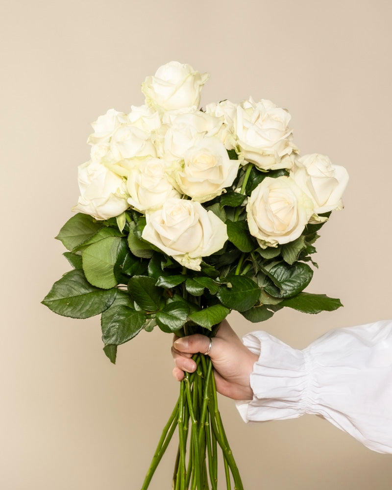 Eine Person in einem weißen langärmeligen Hemd hält Weiße Rosen - weiße Rosen mit grünen Blättern, die Ehrlichkeit symbolisieren - vor einem beigen Hintergrund, der dieses besondere Geschenk hervorhebt.