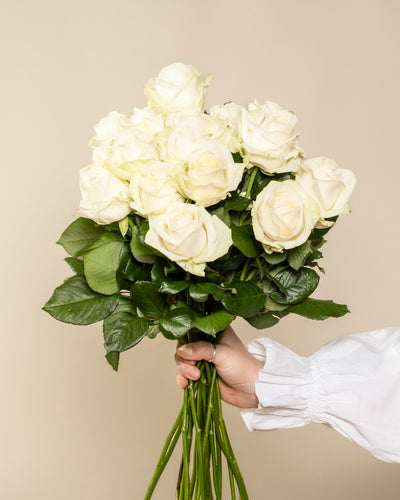 Eine Person in einem weißen langärmeligen Hemd hält Weiße Rosen - weiße Rosen mit grünen Blättern, die Ehrlichkeit symbolisieren - vor einem beigen Hintergrund, der dieses besondere Geschenk hervorhebt.