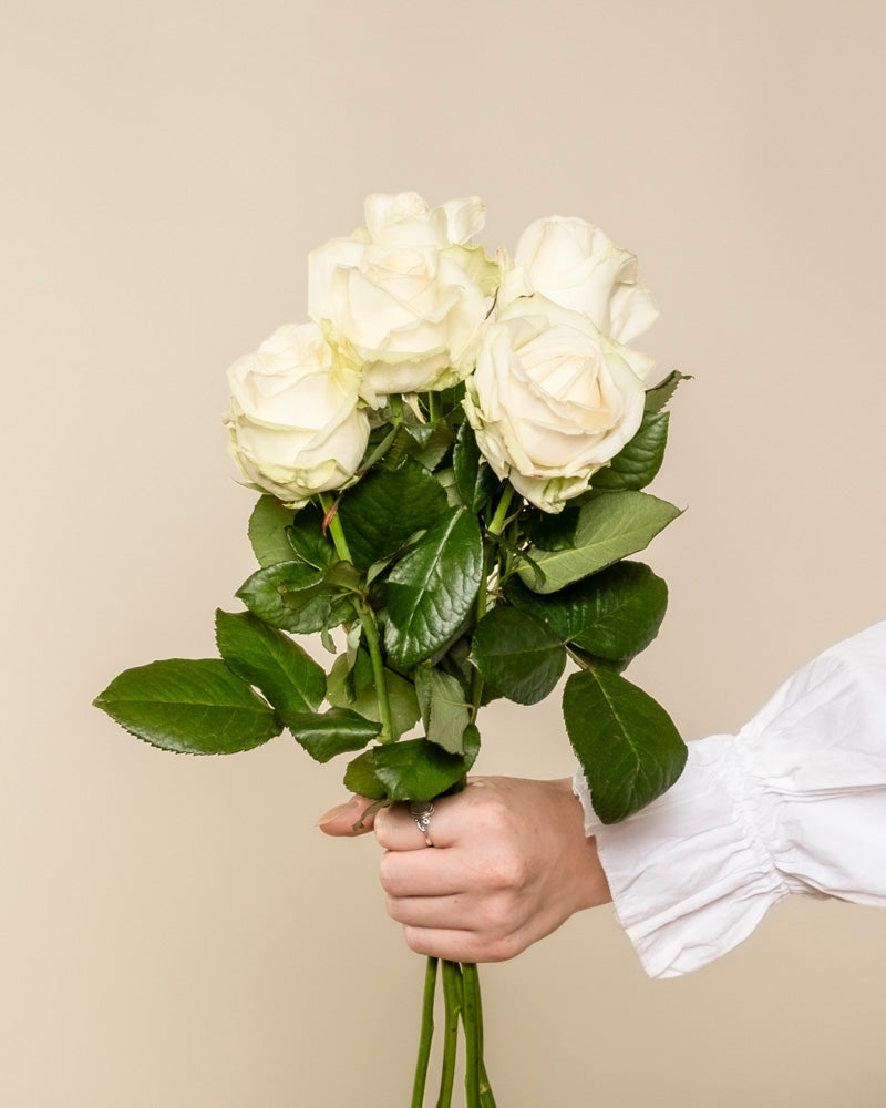 Eine Hand in weißem Ärmel hält einen Strauß weißer Rosen mit grünen Blättern - ein Symbol für Ehrlichkeit und ein besonderes Geschenk - vor schlichtem, beigem Hintergrund.