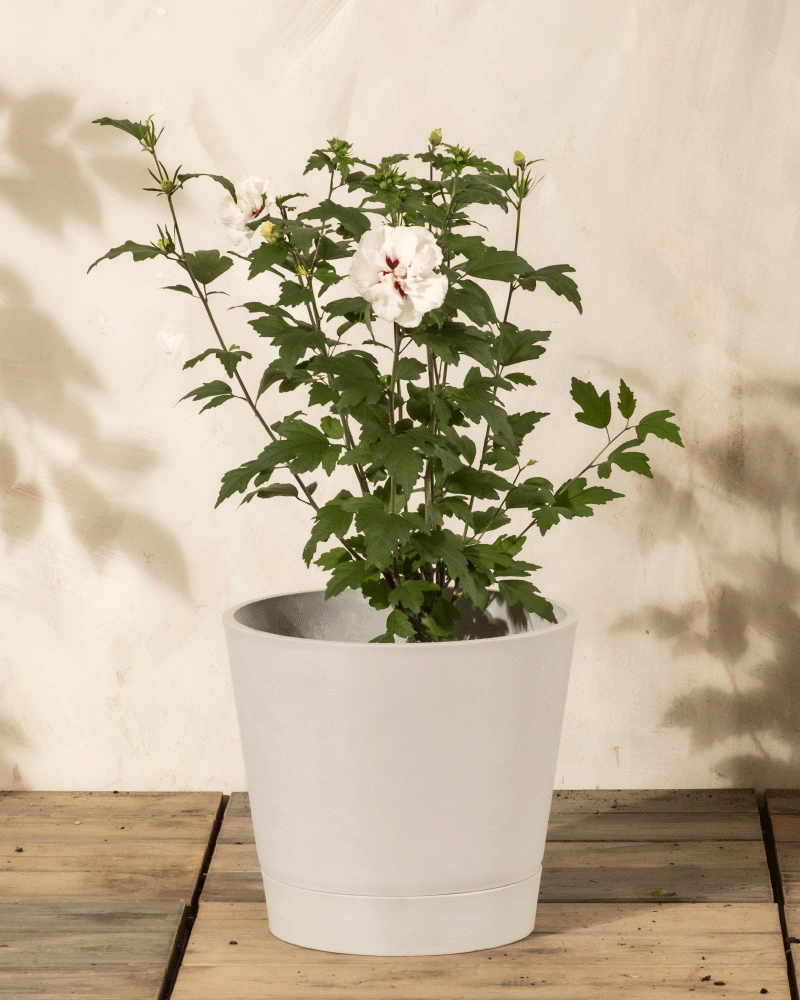 Ein Weißer Hibiskus mit sattgrünen Blättern und großen weißen Blüten wächst in einem schlichten weißen Topf, der auf einem Holzboden vor einer cremefarbenen Wand steht.