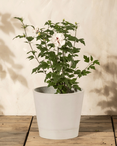 Ein Weißer Hibiskus mit sattgrünen Blättern und großen weißen Blüten wächst in einem schlichten weißen Topf, der auf einem Holzboden vor einer cremefarbenen Wand steht.