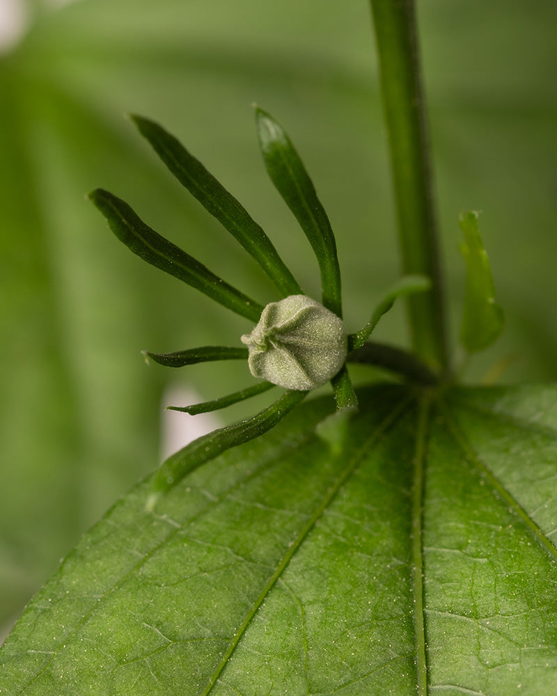 Eine Nahaufnahme einer grünen Knospe des Weißen Hibiskus mit schlanken, fingerartigen Kelchblättern und breiten grünen Blättern im Hintergrund. Die scharf fokussierte Knospe ist zentriert und steht vor einem sanft verschwommenen Hintergrund.