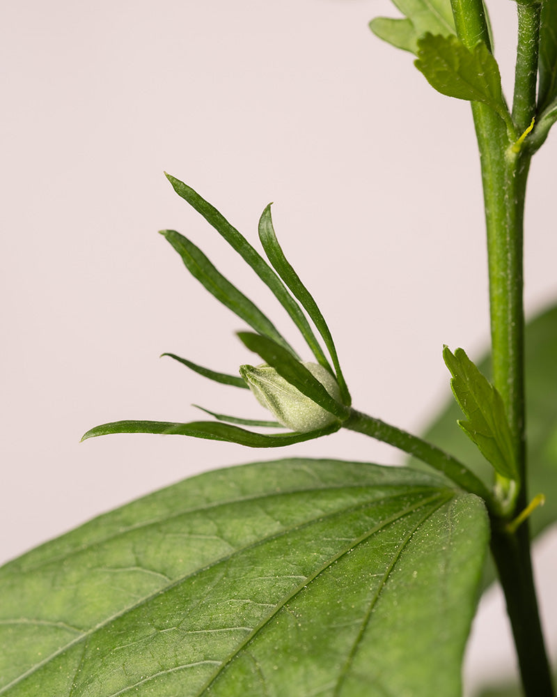 Nahaufnahme eines Stängels von Weißem Hibiskus mit spitzen grünen Blättern und einer kleinen, ungeöffneten Knospe vor einem neutralen, hellen Hintergrund.