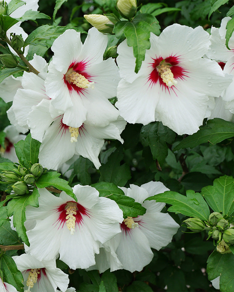 Der Weiße Hibiskus hat große weiße Blüten mit roter Mitte und gelben Staubgefäßen, die inmitten üppiger grüner Blätter und ungeöffneter Knospen wunderschön blühen.