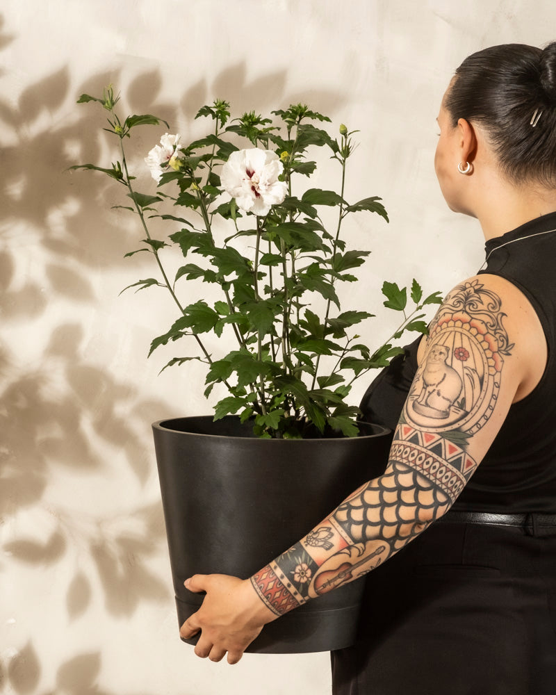 Eine tätowierte Person mit dunklem Haar in einem Dutt hält einen großen schwarzen Topf mit einem Weißen Hibiskus, dessen weiße Blüten sich von einer beigefarbenen Wand mit sanftem Schatten abheben.