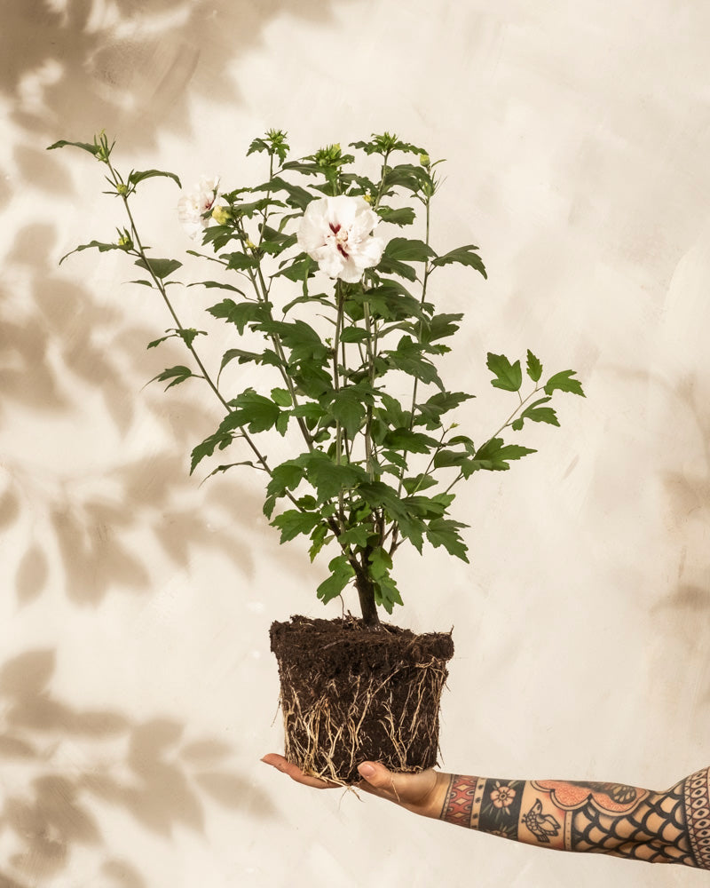 Ein tätowierter Arm hält eine Weiße Hibiskuspflanze mit grünen Blättern, freiliegenden Wurzeln und weißen Blüten vor einem neutralen Hintergrund hoch. Die Wurzelstruktur und die hellen Blüten sind deutlich sichtbar.