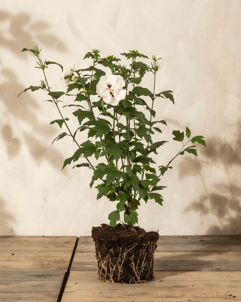 Ein Weißer Hibiskus mit weißen Blüten, grünen Blättern, sichtbaren Wurzeln und Knospen steht auf einer Holzfläche vor einem hellbeigen Hintergrund und verleiht jedem Raum Eleganz.