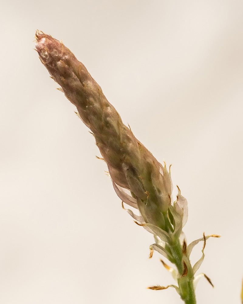 Nahaufnahme eines schmalen, länglichen bräunlichen Pflanzenstiels mit rauer Textur. Der an Rosa Glyzinie erinnernde Stängel hat einige kleine, spitze Vorsprünge und steht vor einem schlichten, unscharfen beigen Hintergrund.