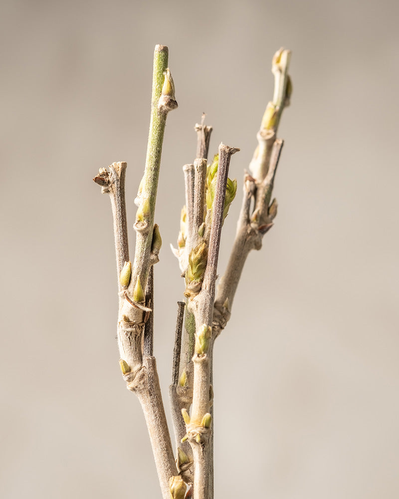 Eine Nahaufnahme mehrerer kahler Zweige mit kleinen Knospen, darunter die zarten Andeutungen der Wisteria floribunda „Rosea“. Der Hintergrund ist schlicht und unscharf und lenkt die Aufmerksamkeit auf die komplizierten Details der Zweige und der Knospen der Rosa Glyzinie.