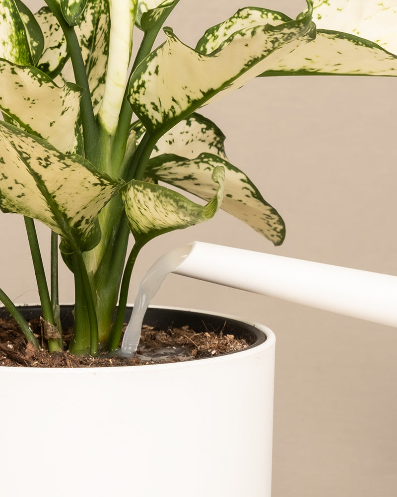 Eine Nahaufnahme von Wurzelbooster (100 g), der als weiße Gießkanne verwendet wird, gießt Wasser in die Erde einer Topfpflanze mit grün und weiß panaschierten Blättern in einem weißen Topf.