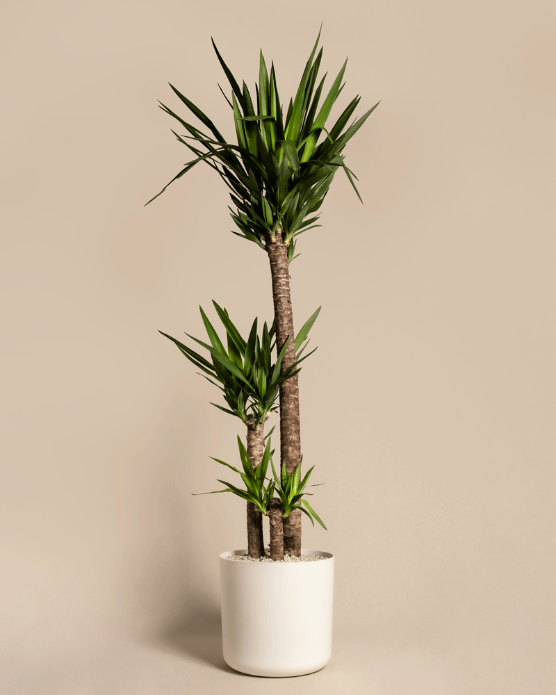 Yucca XXL