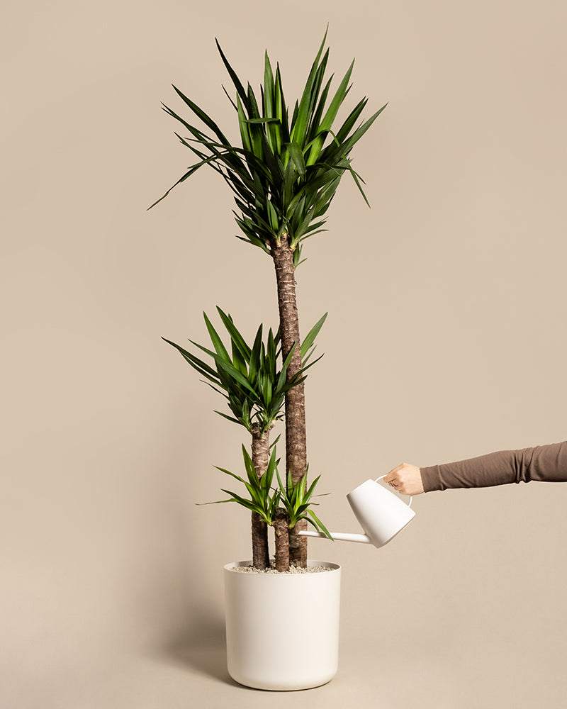 Yucca XXL