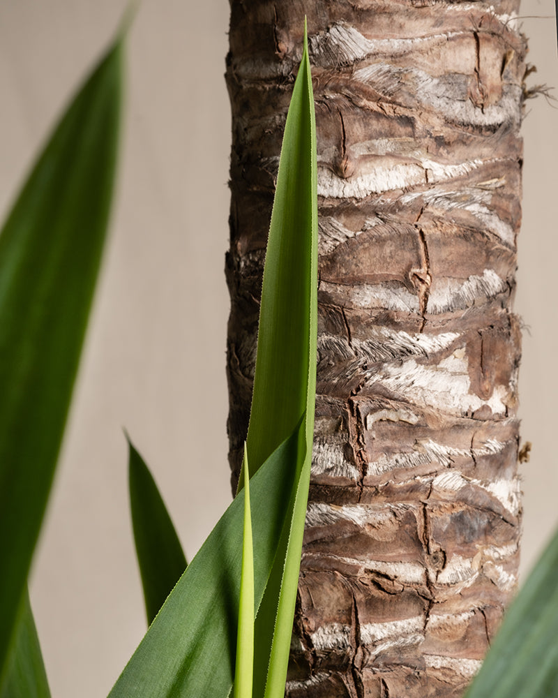 Yucca XXL
