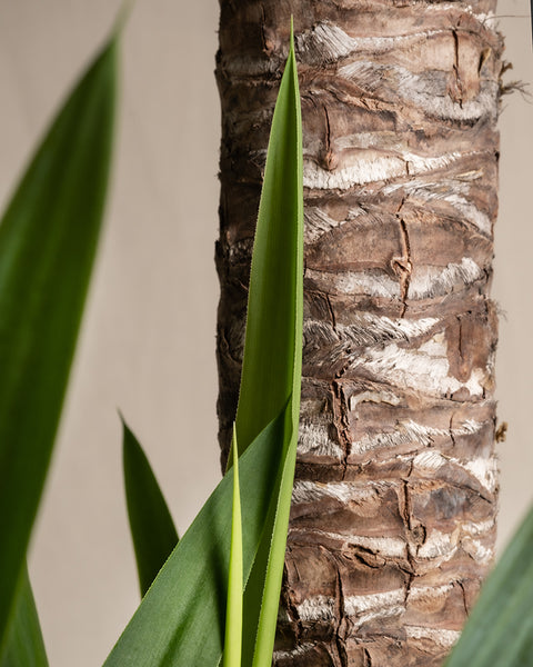 Eine Nahaufnahme zeigt die raue, gemusterte Rinde eines strukturierten Baumstamms mit ein paar grünen Blättern im Vordergrund. Die langen, spitzen Blätter der Yucca XXL ragen von der Basis des Stamms nach oben. Der weich fokussierte Hintergrund hebt die komplizierten Details des Stamms und der Blätter hervor.