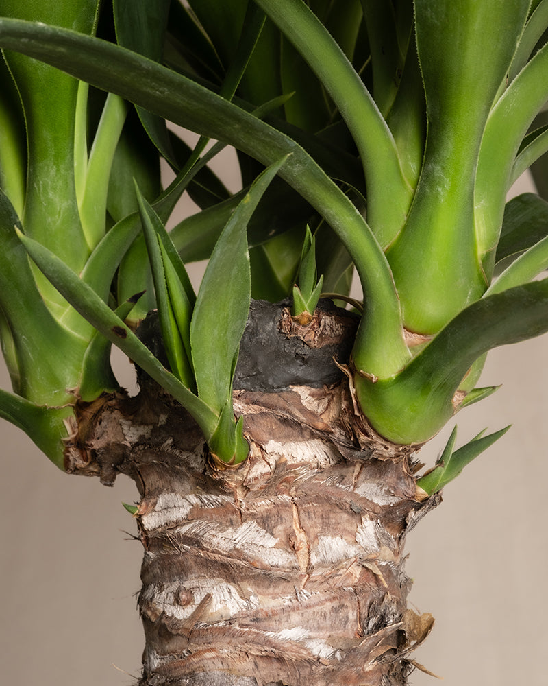 Yucca XXL
