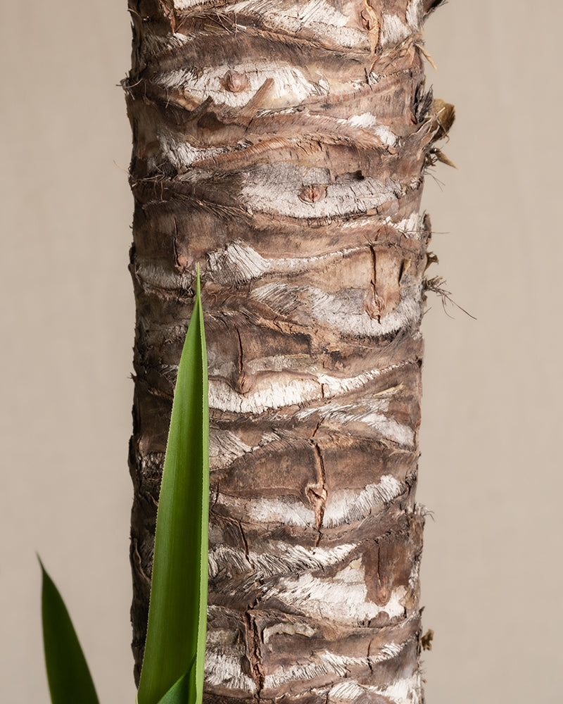 Yucca XXL