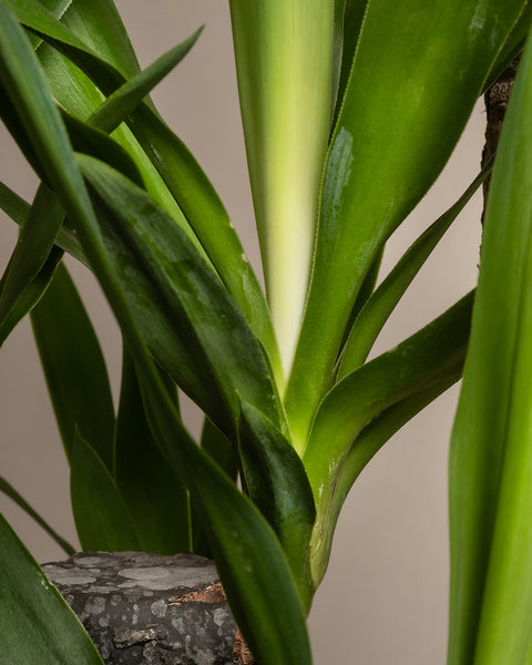 Nahaufnahme von grünen Blättern und einem Teil eines Baumstamms, möglicherweise von der Pflanze Yucca XXL. Die Blätter sind lang, glatt und speerförmig, wobei die Mitte von cremeweißem Licht erhellt wird. Unten links ist die strukturierte Rinde des Stamms zu sehen.