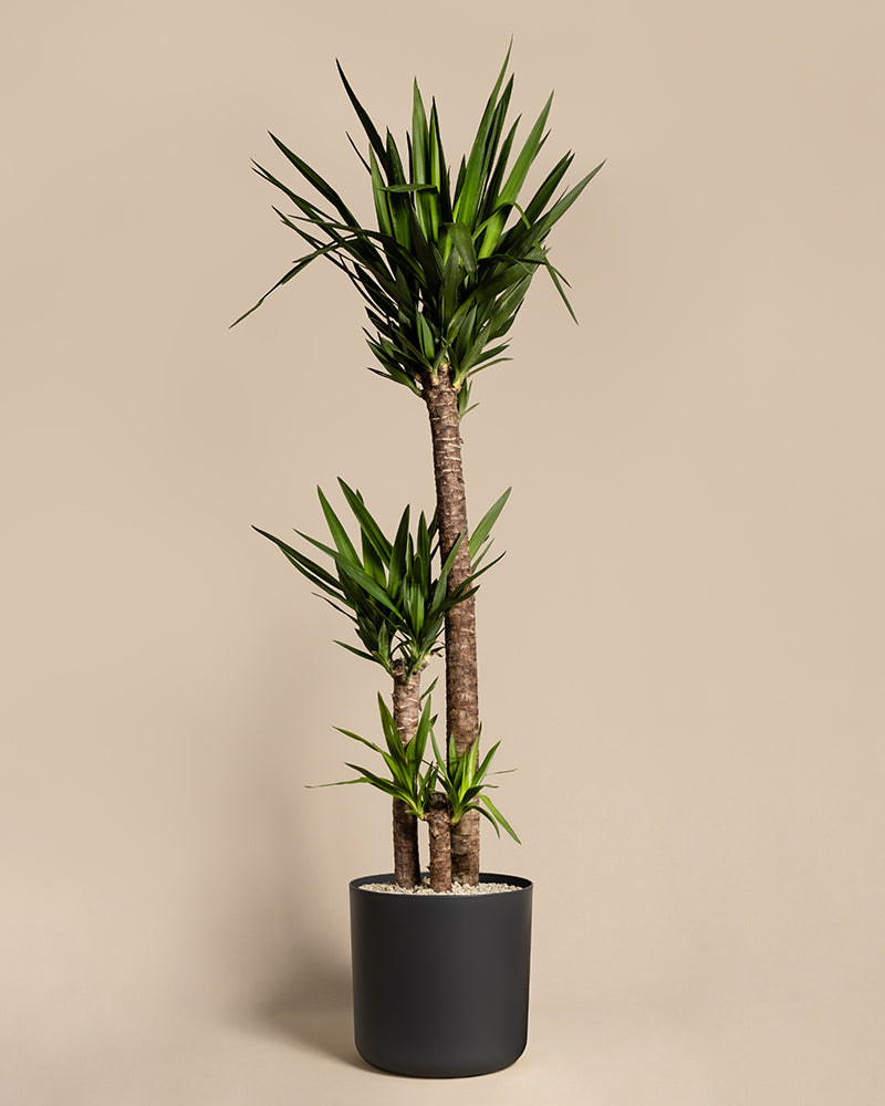 Yucca XXL