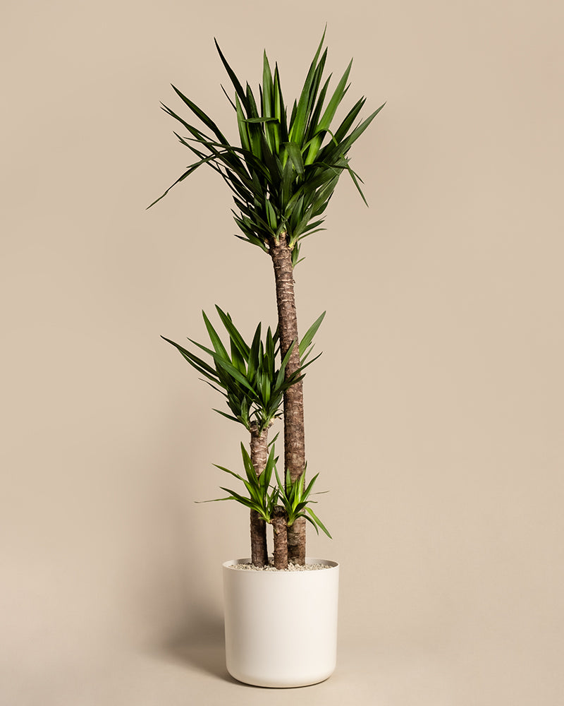 Yucca XXL