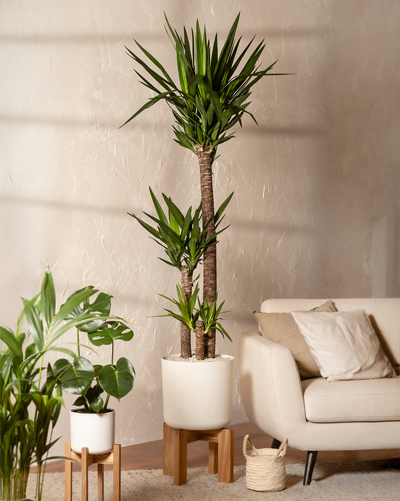 Yucca XXL