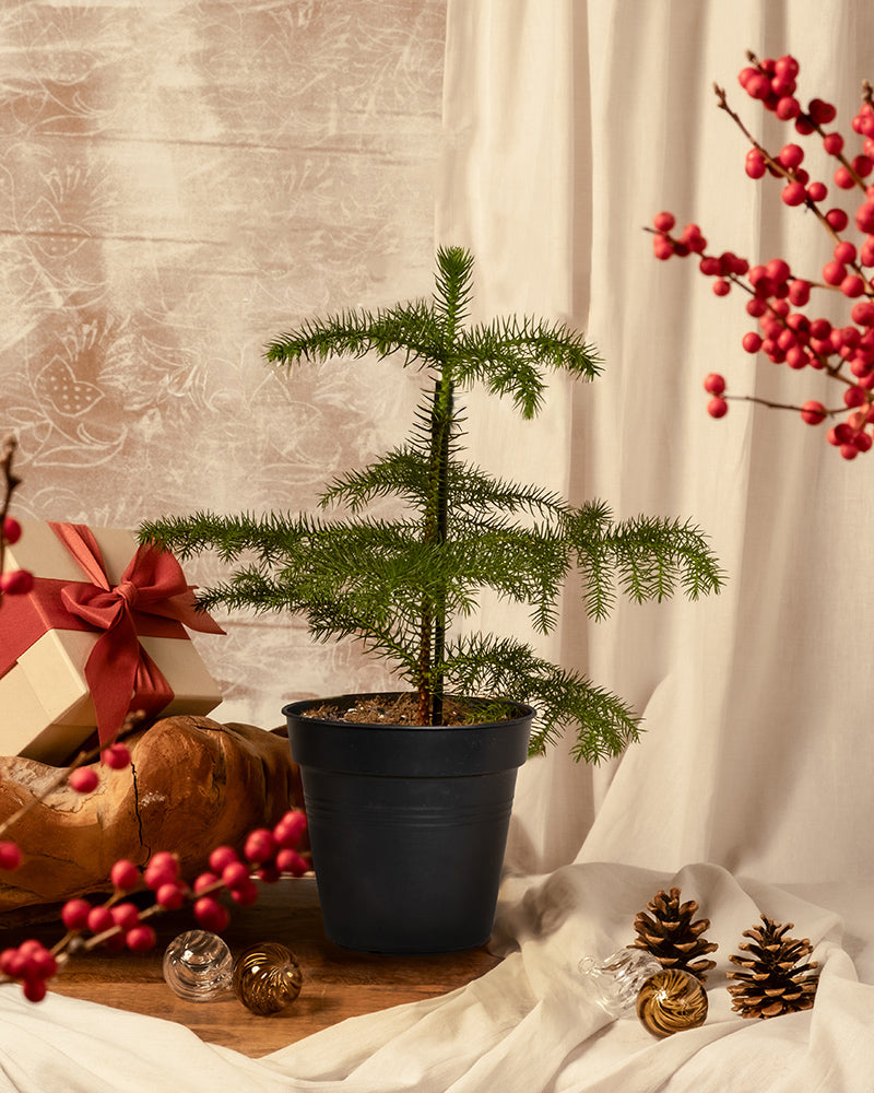 Eine Zimmertanne im Topf steht auf einem Tisch, umgeben von Zapfen, roten Beeren, einem verpackten Geschenk und Glasornamenten vor cremefarbenen Vorhängen.