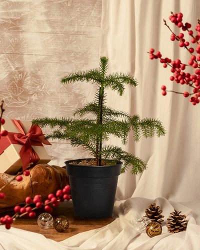 Eine Zimmertanne im Topf steht auf einem Tisch, umgeben von Zapfen, roten Beeren, einem verpackten Geschenk und Glasornamenten vor cremefarbenen Vorhängen.
