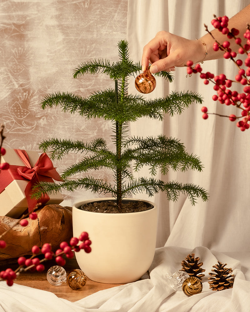 Eine Person schmückt einen kleinen Weihnachtsbaum im Topf mit einem goldenen Ornament. Die Dekoration besteht aus verpackten Geschenken, roten Beeren, Tannenzapfen und weiteren goldenen Ornamenten vor einem Stoffhintergrund, die eine festliche Atmosphäre schaffen.