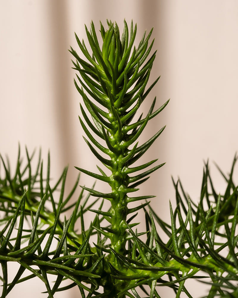 Nahaufnahme eines leuchtend grünen Zweigs vom Weihnachtsbaum im Topf, der einer Zimmer-Tanne ähnelt, mit scharfen, stacheligen Blättern, die sich vor einem schlichten, hellen Hintergrund abheben.