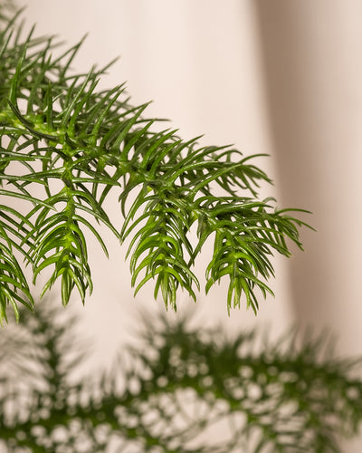 Nahaufnahme von üppigen grünen Blättern mit feinen, stacheligen Wedeln, die an die Eleganz eines Weihnachtsbaums im Topf erinnern, vor einem unscharfen neutralen Hintergrund.