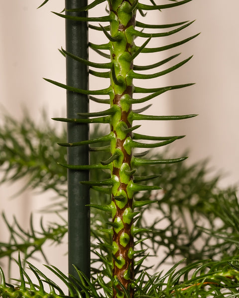 Nahaufnahme des Stamms eines Weihnachtsbaums im Topf mit seinen grünen, spiralförmig angeordneten, spitz zulaufenden Blättern vor einem leicht verschwommenen Hintergrund. Der Stamm wird zur Stabilisierung von einem vertikalen Pfahl gestützt.