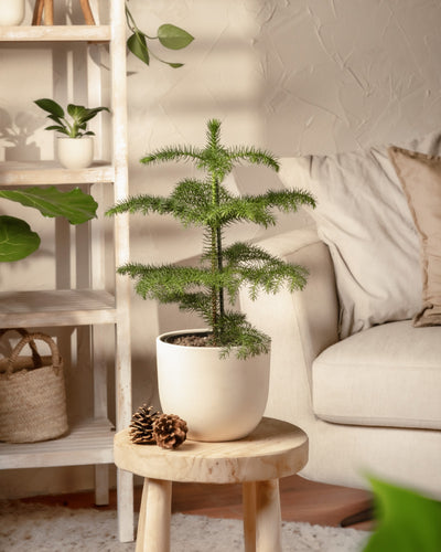 Ein kleiner Weihnachtsbaum im Topf, auch bekannt als Araucaria heterophylla, steht auf einem runden Holztisch in einem gemütlichen Wohnzimmer. Im Hintergrund sind ein beiges Sofa, ein mit Pflanzen geschmücktes Regal und eine strukturierte Wand zu sehen, die eine warme und einladende Atmosphäre schaffen. Neben dem Topf stehen Tannenzapfen.