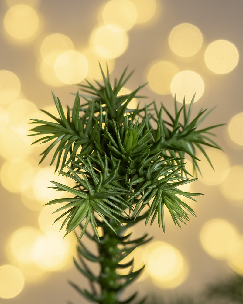Detailaufnahme von Weihnachtsbaum mit Lichterkette im Hintergrund