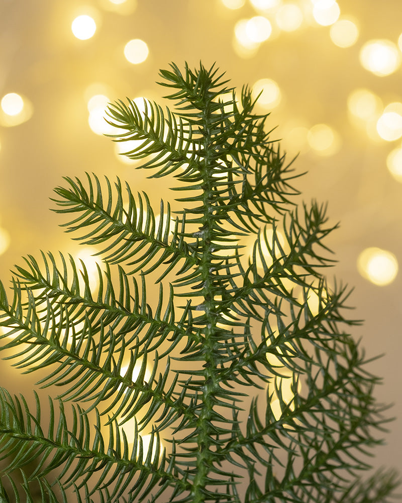 Detailaufnahme von Weihnachtsbaum-Trio mit Lichterkette im Hintergrund