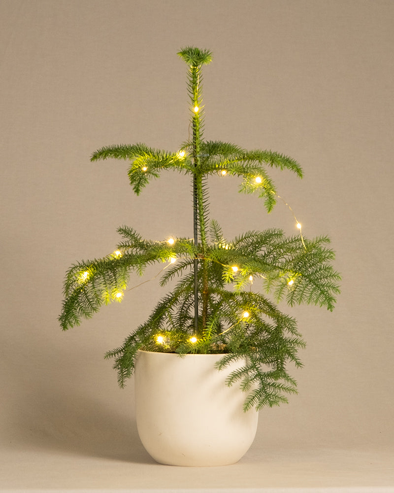 Weihnachtsbaum-Duo im weiss matten Keramiktopf umhüllt mit einer Lichterkette. 