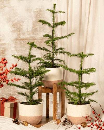 Das Zimmertannen-Trio, jeweils in eleganten weißen Töpfen platziert, ist kunstvoll vor einem strukturierten Hintergrund arrangiert. Ein Topf steht erhöht auf einem Holzhocker, um zusätzliche Dimension zu schaffen. Mit roten Beeren, einem verpackten Geschenk und Tannenzapfen zur Verstärkung der festlichen Atmosphäre akzentuiert, bietet diese Szene eine ideale Kulisse für nachhaltige Weihnachtsbäumchen-Dekoration.