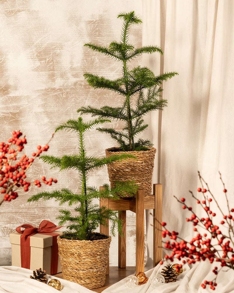 Das Zimmertannen-Duo strahlt Weihnachtsstimmung aus und schmückt einen Holzständer und den Boden. Sie sind umgeben von festlicher Dekoration wie verpackten Geschenken, roten Beeren und Tannenzapfen. Weiche Vorhänge und eine strukturierte Wand im Hintergrund verstärken die gemütliche Atmosphäre dieses Zimmertanne-Zaubers noch zusätzlich.