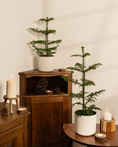 Das Zimmertannen-Duo, bestehend aus zwei kleinen immergrünen Topfbäumen, die an bezaubernde Weihnachtsbäumchen erinnern, steht auf Holztischen, umgeben von Tannenzapfen und Kerzen in einem gemütlichen Raum. Einer steht auf einem Eckregal, während der andere einen runden Tisch schmückt und eine warme und einladende Weihnachtsstimmung verbreitet.