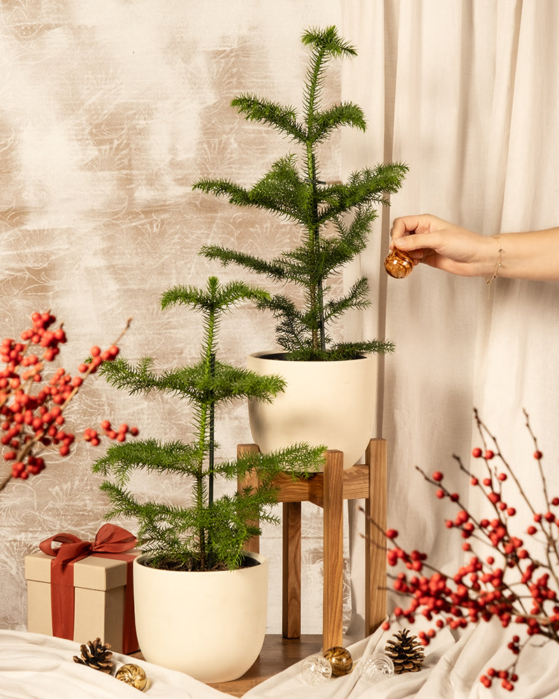 Das Zimmertannen-Duo, liebevoll Weihnachtsbäumchen genannt, wird für die Feiertage geschmückt. Eine Hand legt ein Ornament an einen der Bäume und sorgt so für Weihnachtsstimmung. Diese Dekoration umfasst ein verpacktes Geschenk, rote Beeren und Tannenzapfen und ruft eine festliche Atmosphäre hervor.