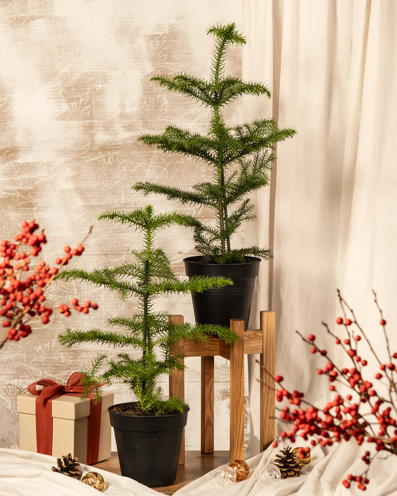 Das Zimmertannen-Duo, bestehend aus zwei immergrünen Topfbäumen, von denen einer elegant auf einem hölzernen Pflanzenständer steht, sorgt vor einem beigen Hintergrund für eine herrliche Weihnachtsstimmung. Mit roten Beerenzweigen, Tannenzapfen und einer in weißes Papier mit roter Schleife eingewickelten Geschenkbox strahlt diese bezaubernde Szene eine gemütliche Weihnachtsatmosphäre aus.