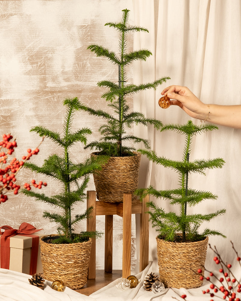 Das Zimmertannen-Trio wird in geflochtenen Körben auf einem Holzdisplay vor einem strukturierten Hintergrund präsentiert. Man sieht eine Hand, die ein Ornament an einem der Bäume platziert, während rote Beeren und ein verpacktes Geschenk im Vordergrund das Feiertagsthema unterstreichen.