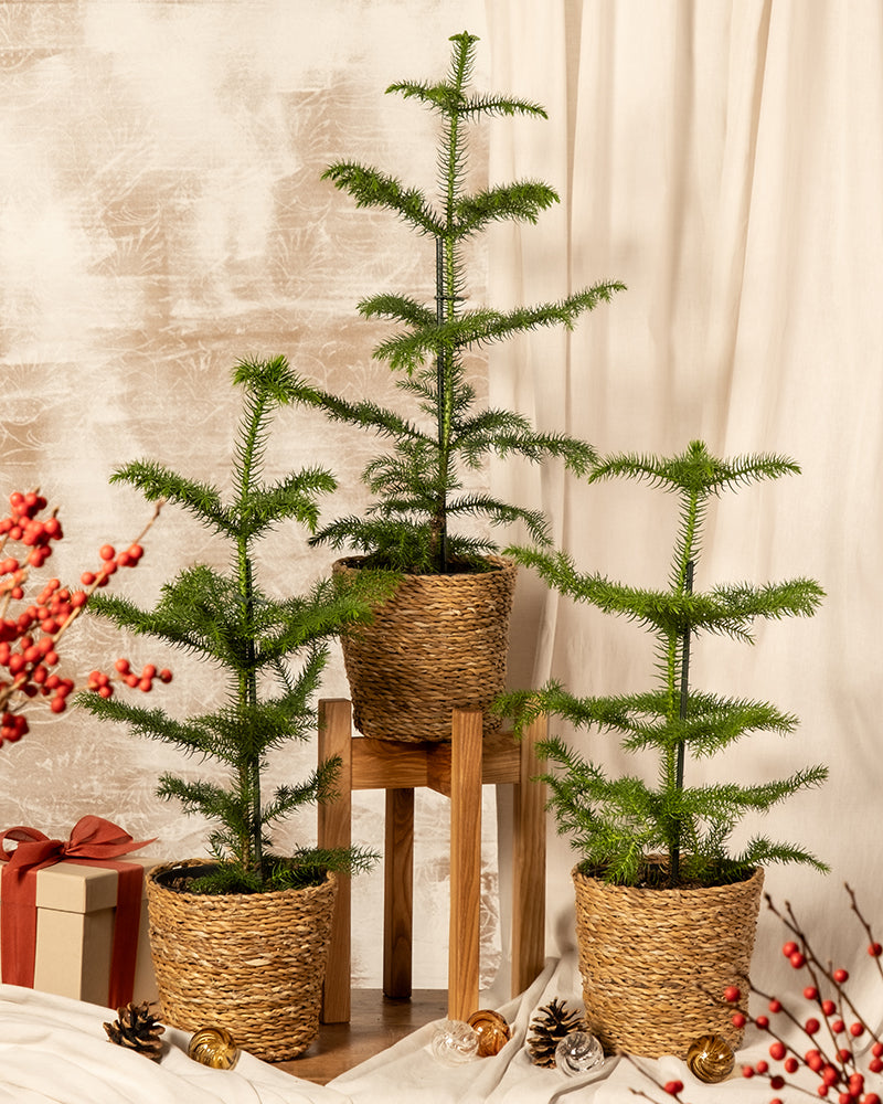 Ein Trio kleiner Zimmertannenbäume in geflochtenen Körben ist auf einem Holzständer vor einem neutralen Hintergrund arrangiert. Rote Beeren, Tannenzapfen und Geschenkkartons bereichern die festliche Szene und zeigen, wie man einen Weihnachtsbaum mit Charme und Eleganz dekoriert.