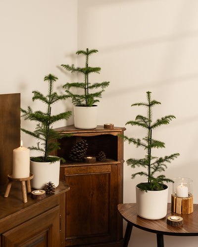 In einer gemütlichen Ecke steht das Zimmertannen-Trio aus Topfpflanzen, elegant arrangiert auf Holzmöbeln. Brennende Kerzen und Tannenzapfen ergänzen das natürliche Ambiente und spiegeln ein nachhaltiges Weihnachtsbäumchen-Thema mit neutralen Tönen und sanfter Beleuchtung für eine warme Note wider.