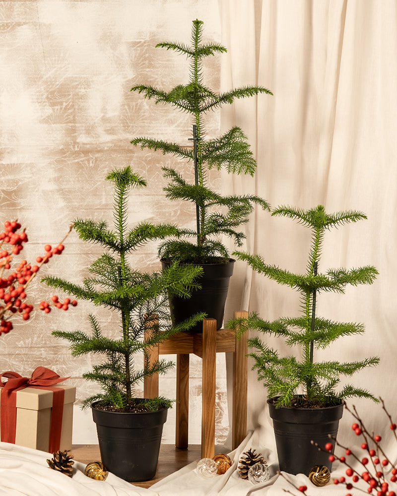 Das Zimmertannen-Trio wird elegant auf einem Holzhocker und einem Tisch präsentiert, geschmückt mit festlichen Dekorationen. Ein verpacktes Geschenk und Stechpalmenzweige sorgen für eine festliche Note, während ein neutral getönter Stoffhintergrund die gemütliche Atmosphäre dieser nachhaltigen Weihnachtskulisse verstärkt.